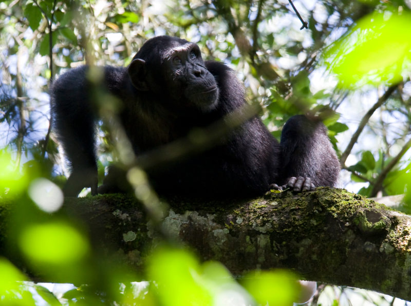 Uganda - 1568 - Kibale - Primate Lodge - Chimpanzee in the tree