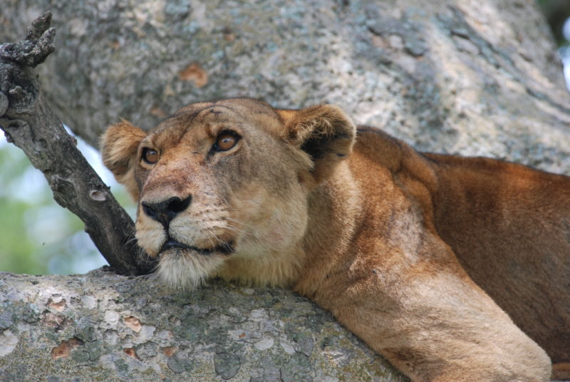 Uganda - 1568 - Ishasha Wilderness - Lioness tree climbing