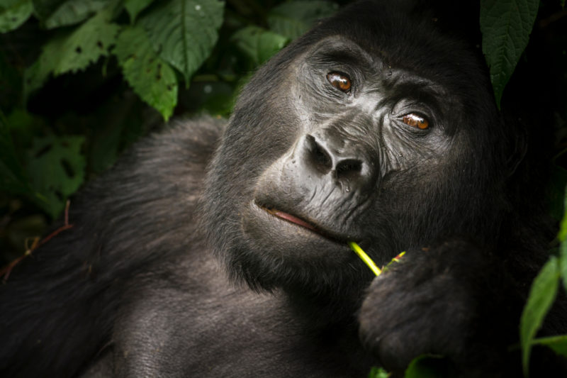 Uganda - Bwindi Impenetrable Forest - Buhoma Lodge - Gorilla in the jungle eating