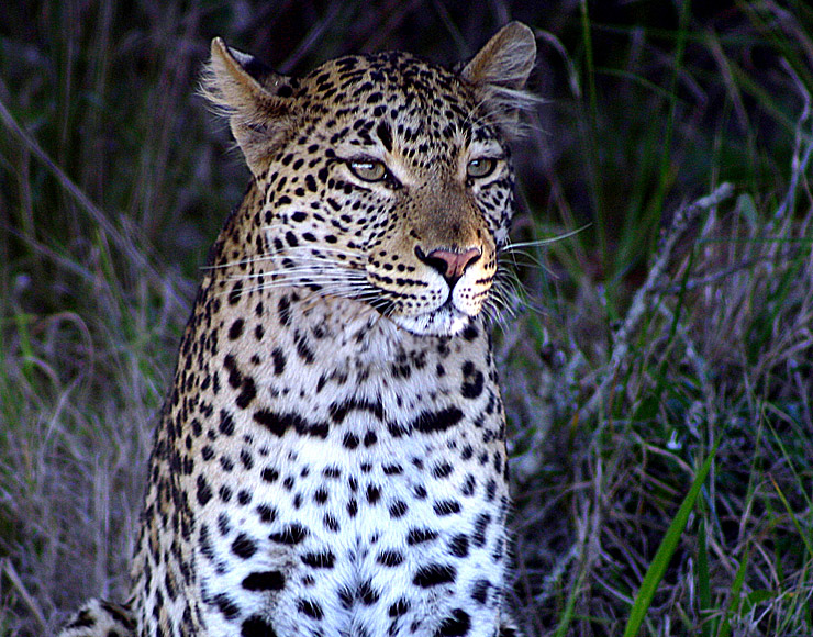 Leopard in South Africa