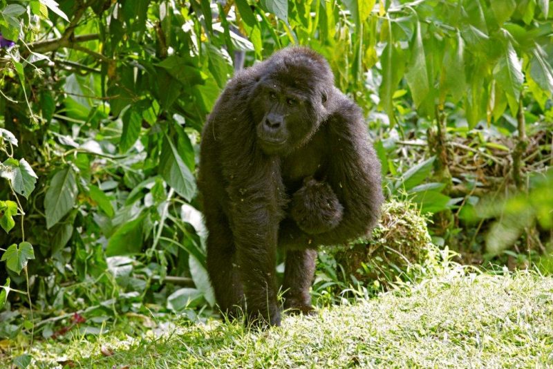 Uganda - 1568 - Bwindi Impenetrable Forest - Buhoma Lodge - Mother Gorilla and her baby