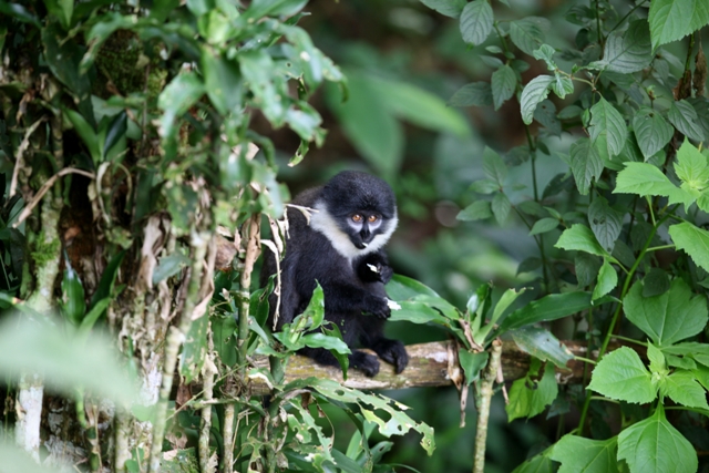 Uganda - 1568 - Bwindi Impenetrable Forest - Buhoma Lodge - Wildlife Primate