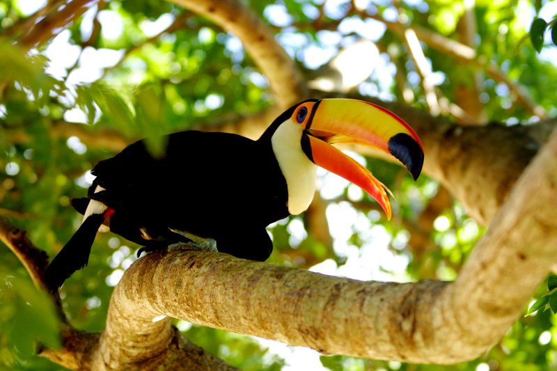 Brazilian Family Experience -1569 - Pantanal - Toucan Tropical Bird