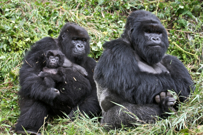 Rwanda -1568 - Gorilla Trekking - Baby, mother and Father Gorillas