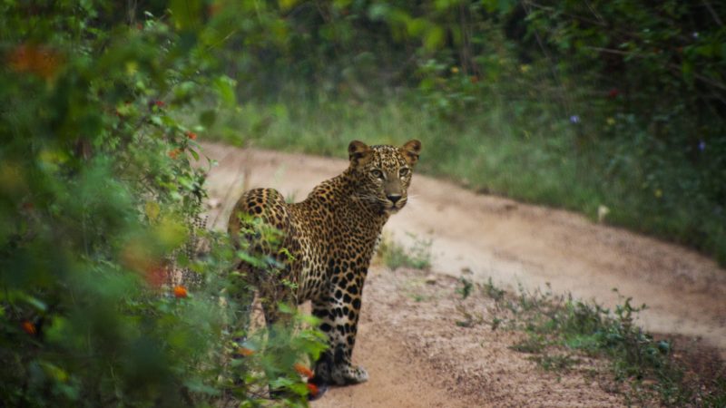 Photography Experience of Sri Lanka - 1567 - Yala Leopard