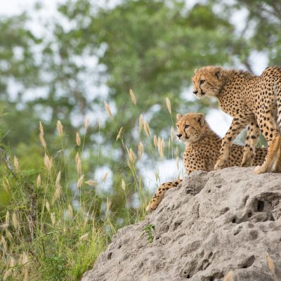 Wild and Scenic South Africa