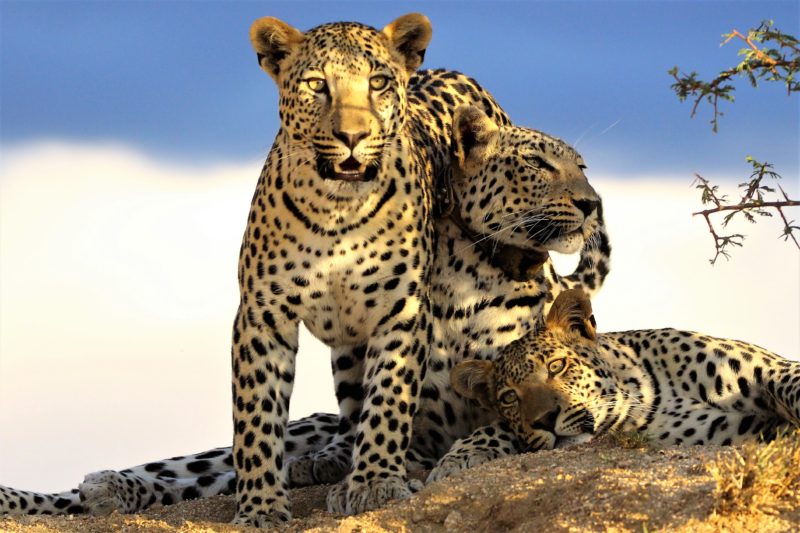 Namibia - 1552 - Namibia - Okonjima Nature Reserve - Okonjima Luxury Bush Camp - Leopard Sighting