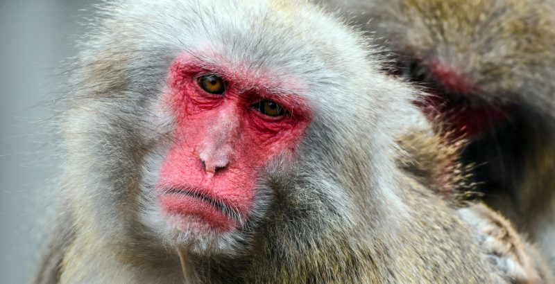 Japan - Monkey - 1842705