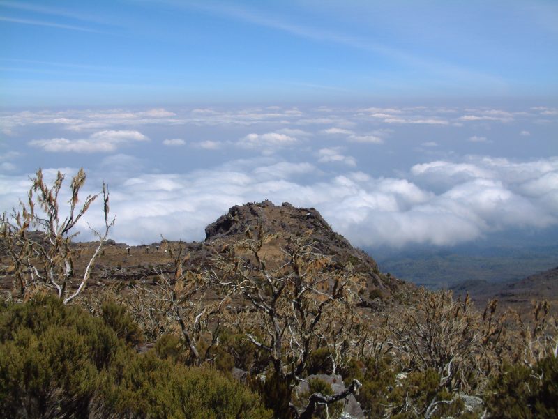 Tanzania - 1568 - Kilimanjaro - Mountain