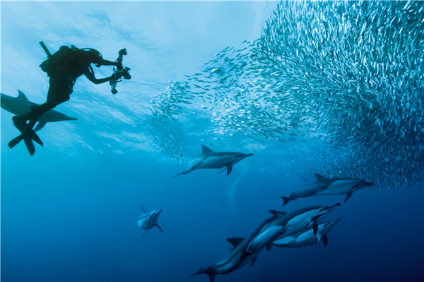 South Africa Tourism - Diving