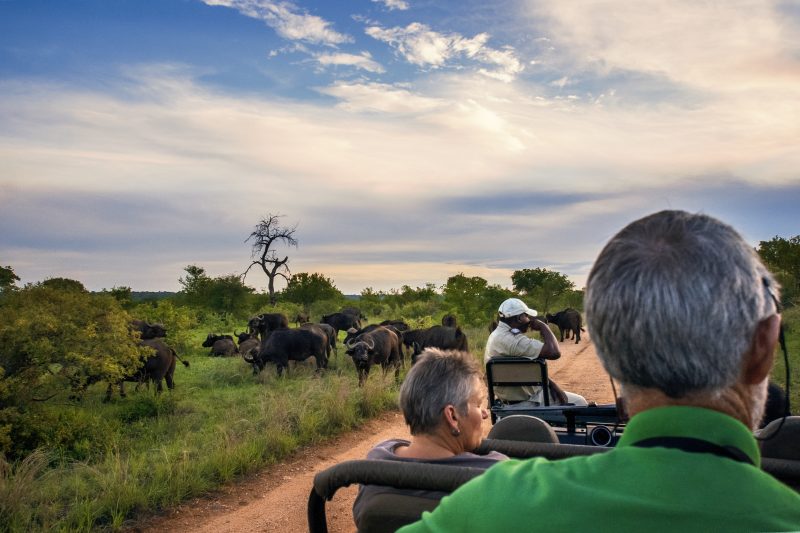 Big Five on Safari South Africa Tourism