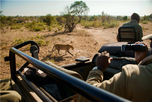 Leopards on Safari South Africa Tourism