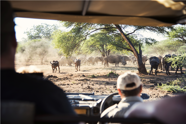 Wildlife Heards on Safari South Africa Tourism