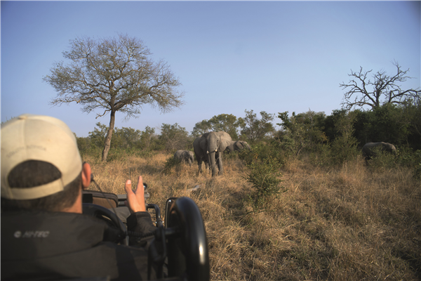 Safari Wildlife South Africa Tourism