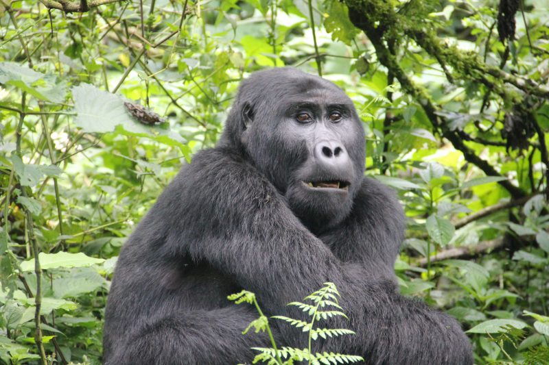 Uganda - 1568 - Bwindi Impenetrable Forest - Buhoma Lodge - Gorillas