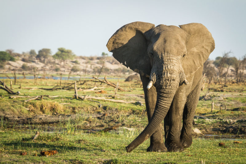 Botswana - Makgadikgadi Pans National Park - 1553 - Leroo La Tau Wildlife - Elephant Sightings