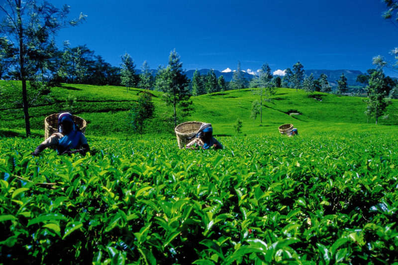 Classic Ceylon Sri Lanka - 1567 - Tea Leaf Picking