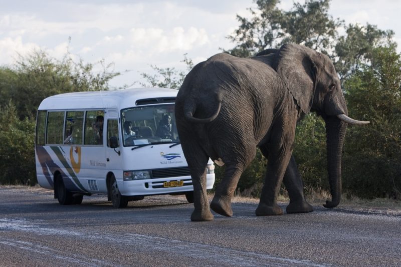 Best of Chobe and Victoria Falls - 1553 - Victoria Falls transfers - Elephant crossing