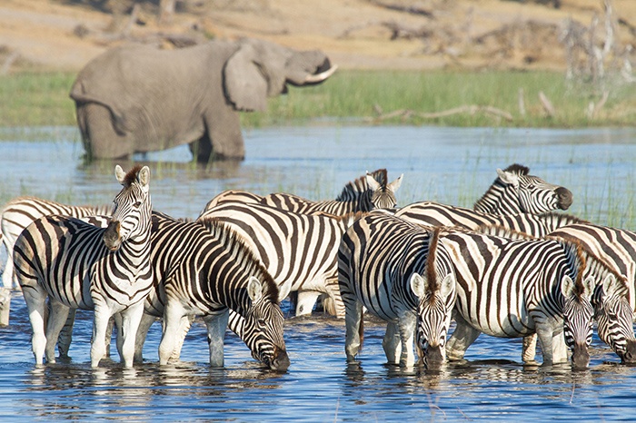 Botswana Desert to Delta - 1553 - Zebra Migration and Elephant Drinking