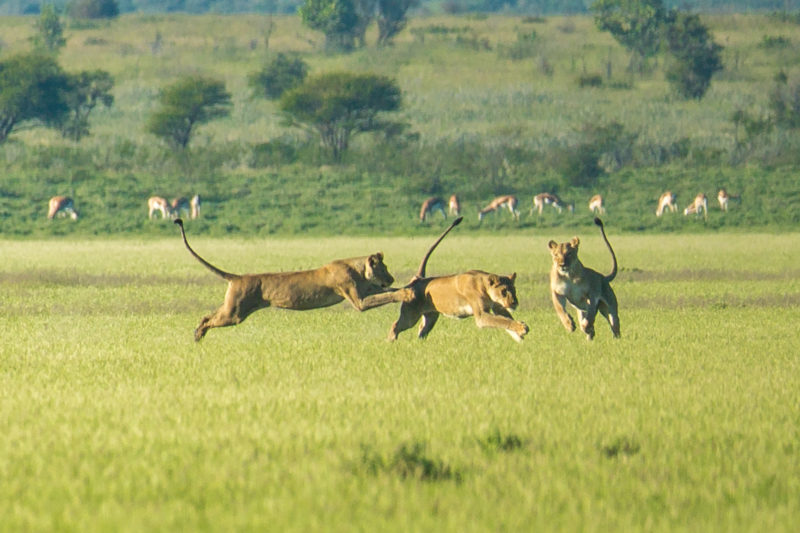 Botswana - 1553 - three lions - jumping