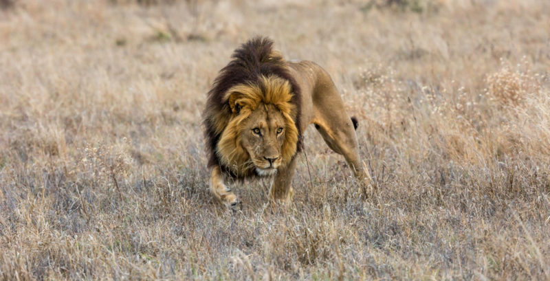 Botswana - 1553 - male lion - dark mane