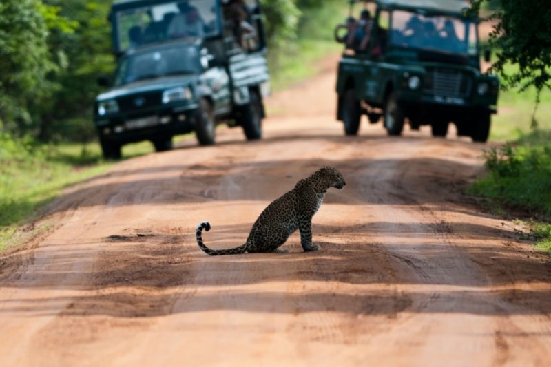 Exquisite Sri Lanka - 1567 - Yala Jeep Safari - Leopard Crossing