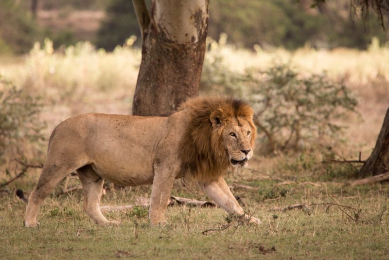 Kenya - 12890 - Male lion at Solio Lodge - Prowling Lion