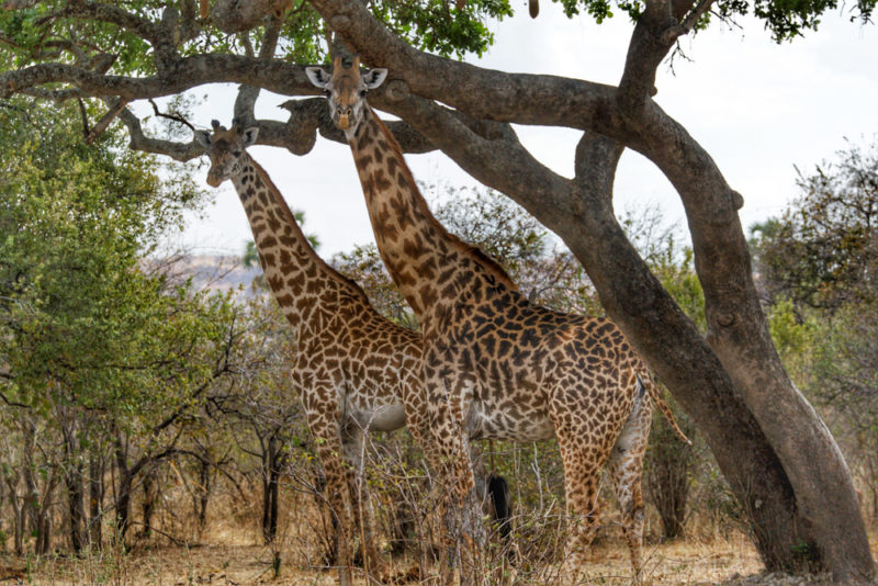 Tanzania - 17467 - Ruaha National Park - Pair of Giraffe - Global Alliance of National Park