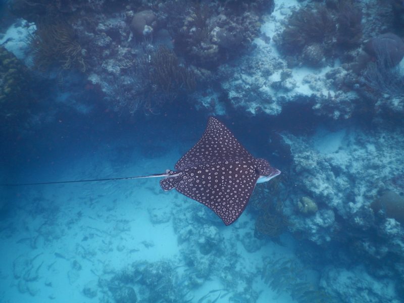 Belize San Pedro Adventure - San Pedro - Spotted eagle ray at Hol Chan Diving