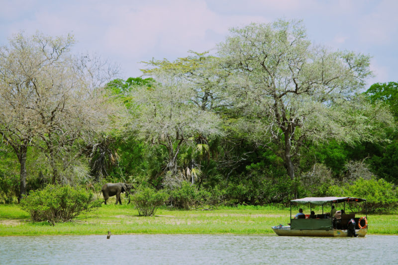 Tanzania - 17467 - Ruaha National Park - View of an elephant - Global Alliance of National Park