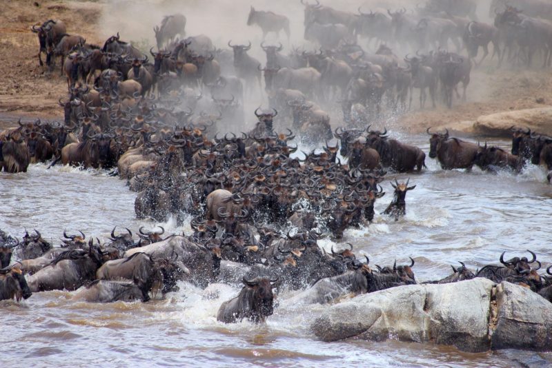 Kenya - 12890 - Wildebeest Crossing - Mara Bushtops