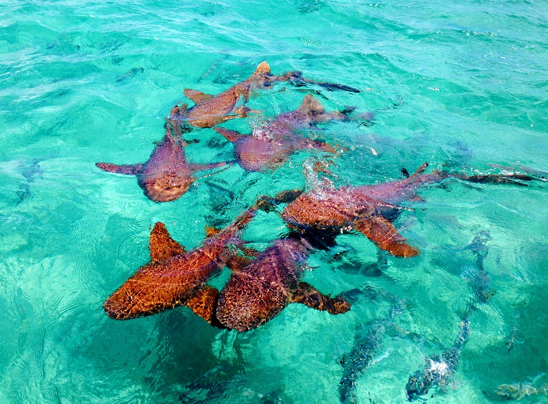 Highlights of Belize - 10024 - Shark Ray Alley in Hol Chan National Park