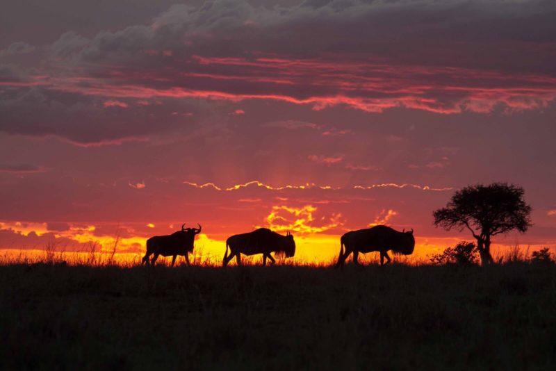 Kenya - 12890 - Sunset Mara - Wildebeest