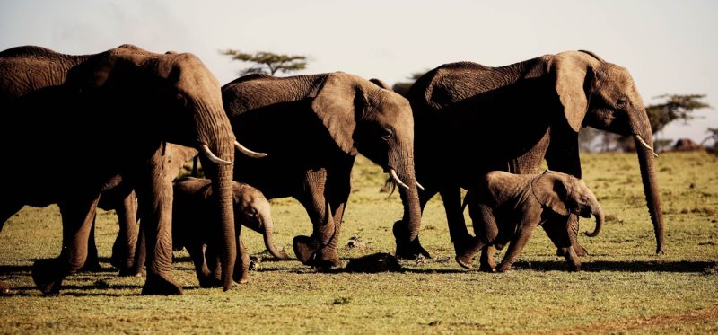 Kenya - 12890 - Karen Blixen Camp - Elephant Family