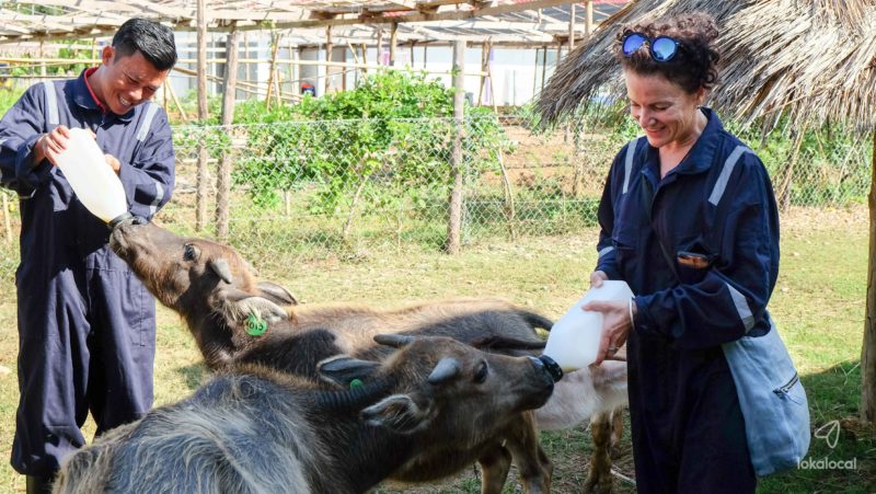 Luang Prabang - Laos - 17089 - Buffalo Dairy Farm