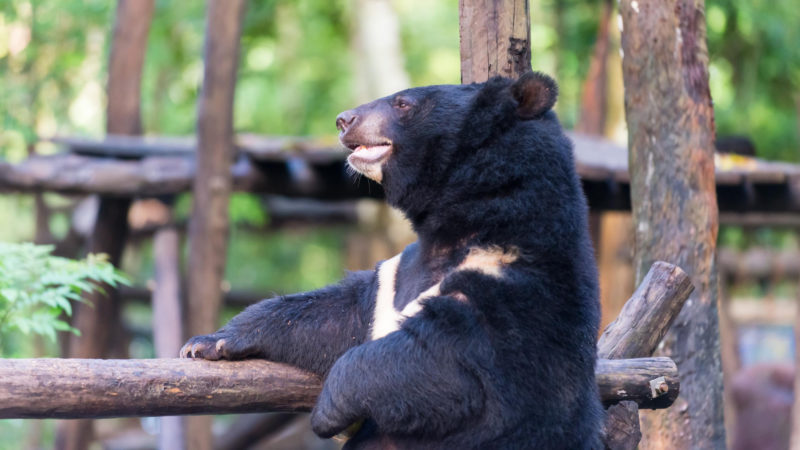 Luang Prabang - Laos - 17089 - Bear Rescue