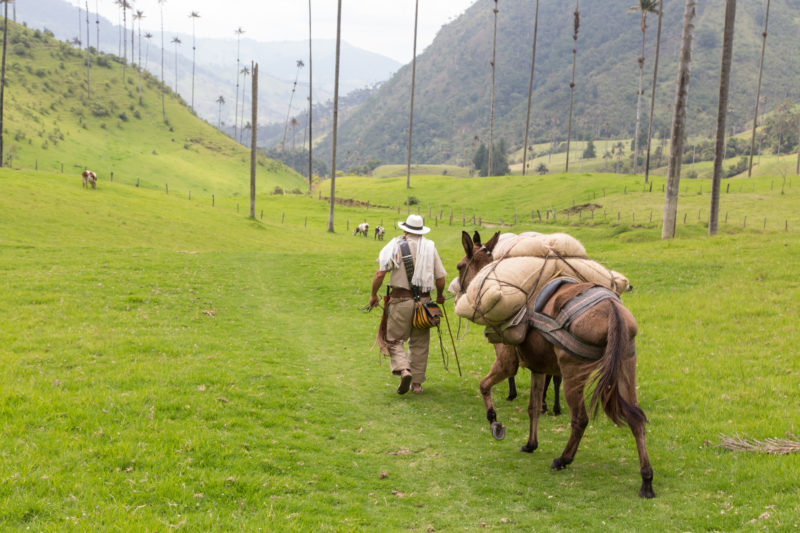 Colombia - 1558 - Coffe Cultural Landscape Cocora Valley Coffee Farming Experience