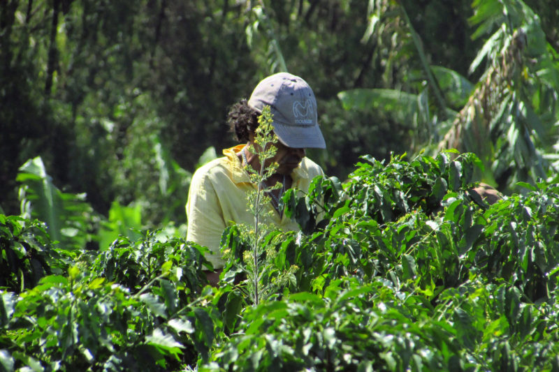 Colombia - 1558 - Quindio Coffee Picking Culutral Landscape Experience