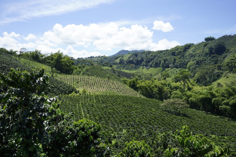 Colombia - 1558 - Coffee Cultural Landscape Quindio