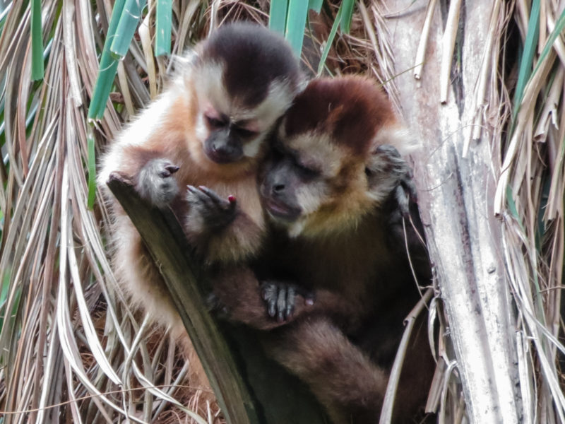 Bolivia - 1561 - Adventure Program - Guembe Wildlife and Nature