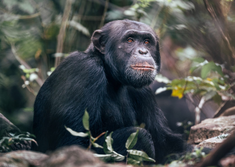 Tanzania - 17467 - Rubondo Island - Chimp Habituation Project - Chimpanzee hiding in the forest