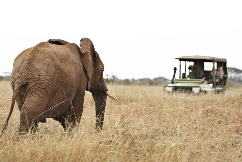 Tanzania - 17467 - Tarangire National Park - Olivers Camp - Game Drives Spotting an Elephant