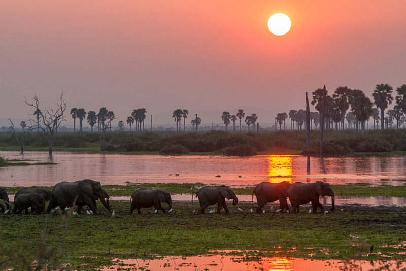 Tanzania - 17467 - Elephants walking along the river - Sunset