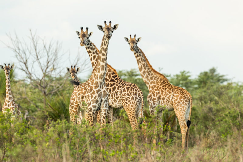 Tanzania - 17467 - asilia roho giraffes - 3 giraffes