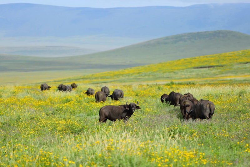 Tanzania - 17467 - The Highlands Camp - Buffalo in the Ngorongoro