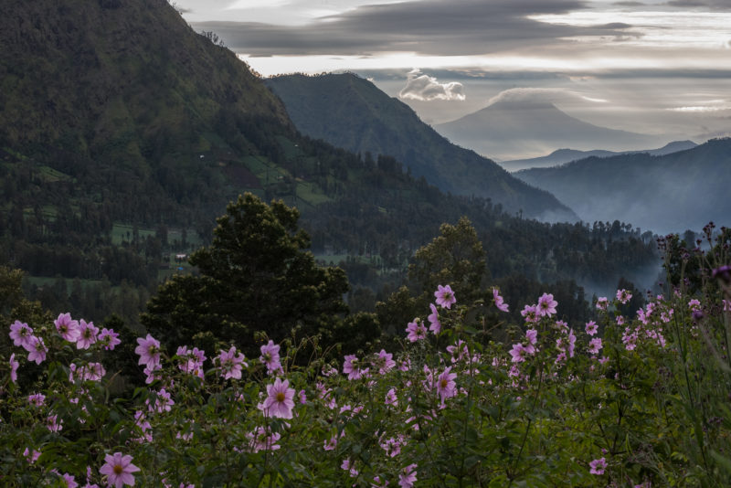 Indonesia - 18268 - Mt Bromo Surroundings