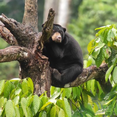 The Natural Wonders of Malaysia