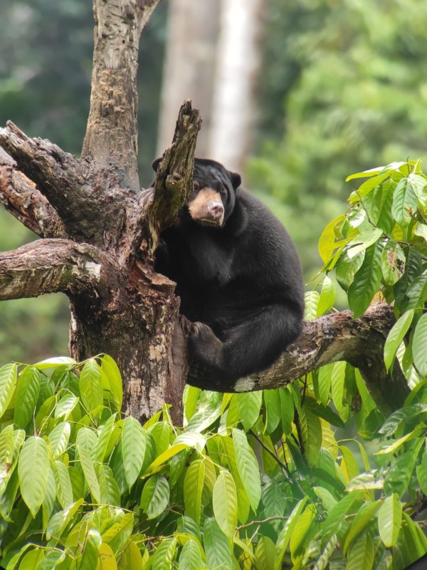 Malaysia - 18266 - Conservation Centre - Sun Bear atop a Tree