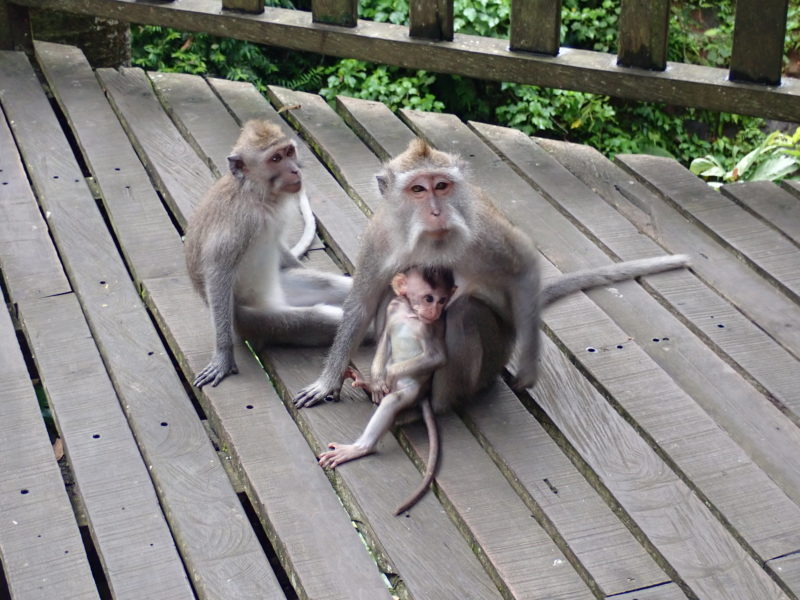 18268 - Indonesia - Monkey