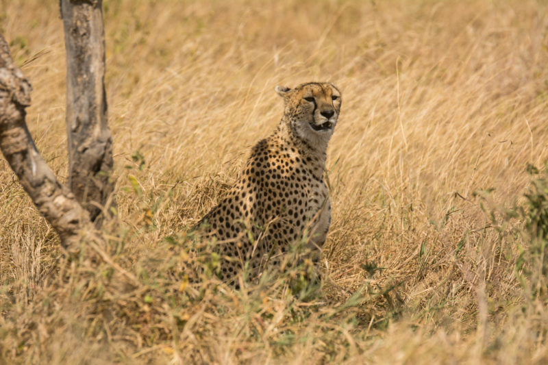 Tanzania - 17467 - Serengeti - Lemala Mare Ndutu - Cheetah Sighting in Serengeti grass plains